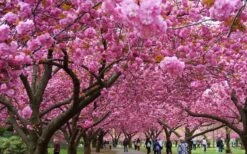 Kwanzan Pink Double Flowering Cherry Tree - 3 Gallon Pot -Garden Plants prunus serrulata kwansan flowering cherry 10