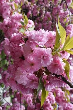 Kwanzan Pink Double Flowering Cherry Tree - 3 Gallon Pot -Garden Plants prunus serrulata kwansan flowering cherry 13