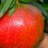 Austin Pomegranate - 3 Gallon Pot -Garden Plants punicum granatum austin pomegranate 1