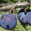 Royal European Plum Bundle No. 1 -Garden Plants purple gage 1 490x735 crop cent gigapixel low res scale 2 00x b6056281 7c06 4bc6 ba50 987f8d0d0f5e
