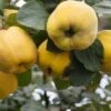 Aromatnaya Russian Quince