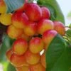 Rainier Cherry 1 Rainier Cherry -Garden Plants rainier cherry 1