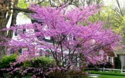 Eastern Redbud - 7 Gallon Pot -Garden Plants redbud Eastern Tree In Bloom