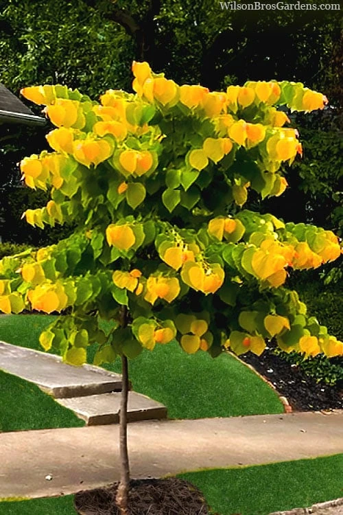 The Rising Sun Redbud Tree - 2 Gallon Pot 6 The Rising Sun Redbud Tree - 2 Gallon Pot - Image 4