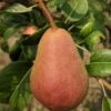 Rescue European Pear