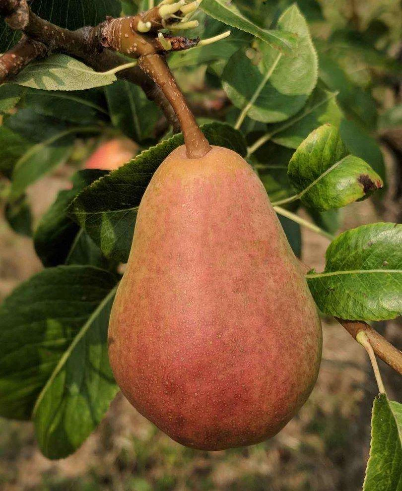 Rescue European Pear 3 Rescue European Pear