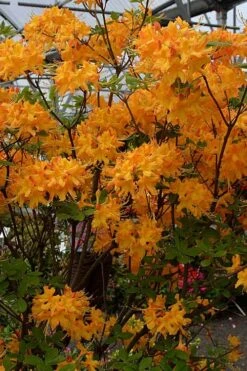 Florida Flame Native Azalea (Rhododendron Austrinum) - 3 Gallon Pot 13 Florida Flame Native Azalea (Rhododendron Austrinum) - 3 Gallon Pot -Garden Plants rhododendron austrinum florida flame native azalea 4