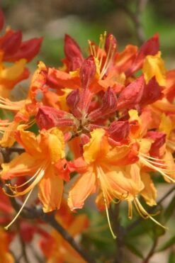 Florida Flame Native Azalea (Rhododendron Austrinum) - 3 Gallon Pot 16 Florida Flame Native Azalea (Rhododendron Austrinum) - 3 Gallon Pot -Garden Plants rhododendron austrinum florida flame native azalea 5