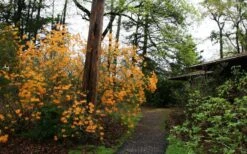 Florida Flame Native Azalea (Rhododendron Austrinum) - 3 Gallon Pot 17 Florida Flame Native Azalea (Rhododendron Austrinum) - 3 Gallon Pot -Garden Plants rhododendron austrinum florida flame native azalea 8