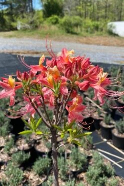 Cotton Candy Native Azalea (Rhododendron) - 3 Gallon Pot -Garden Plants rhododendron cotton candy native azalea 1