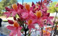 Cotton Candy Native Azalea (Rhododendron) - 3 Gallon Pot -Garden Plants rhododendron cotton candy native azalea 5