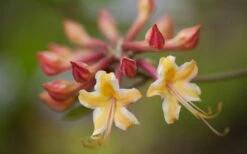 Millie Mac Native Azalea (Rhododendron) - 3 Gallon Pot -Garden Plants rhododendron millie mac native azalea 10