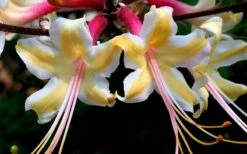 Millie Mac Native Azalea (Rhododendron) - 3 Gallon Pot -Garden Plants rhododendron millie mac native azalea 15