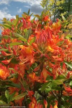 Smitty's Orange Crush Native Azalea (Rhododendron X) - 3 Gallon Pot 10 Smitty's Orange Crush Native Azalea (Rhododendron X) - 3 Gallon Pot -Garden Plants rhododendron smittys orange crush native azalea 1