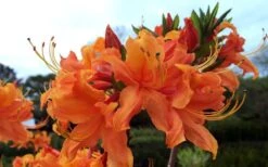 Smitty's Orange Crush Native Azalea (Rhododendron X) - 3 Gallon Pot 11 Smitty's Orange Crush Native Azalea (Rhododendron X) - 3 Gallon Pot -Garden Plants rhododendron smittys orange crush native azalea 4