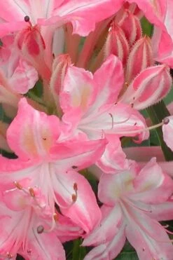 Ribbon Candy Swamp Azalea (Rhododendron Viscosum) - 1 Gallon Pot -Garden Plants rhododendron viscosum ribbon candy swamp azalea 1