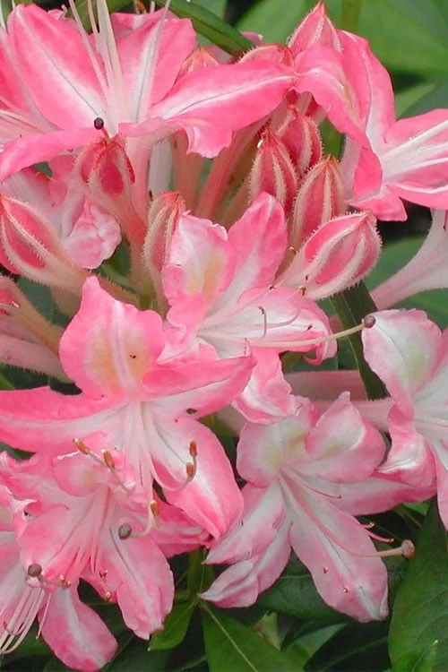 Ribbon Candy Swamp Azalea (Rhododendron Viscosum) - 2 Gallon Pot 3 Ribbon Candy Swamp Azalea (Rhododendron Viscosum) - 2 Gallon Pot