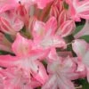 Ribbon Candy Swamp Azalea (Rhododendron Viscosum) - 1 Gallon Pot -Garden Plants rhododendron viscosum ribbon candy swamp azalea 2