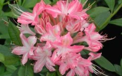 Ribbon Candy Swamp Azalea (Rhododendron Viscosum) - 2 Gallon Pot 12 Ribbon Candy Swamp Azalea (Rhododendron Viscosum) - 2 Gallon Pot -Garden Plants rhododendron viscosum ribbon candy swamp azalea 3 1
