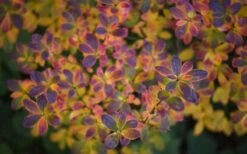 Ribbon Candy Swamp Azalea (Rhododendron Viscosum) - 1 Gallon Pot -Garden Plants rhododendron viscosum swamp azalea 3