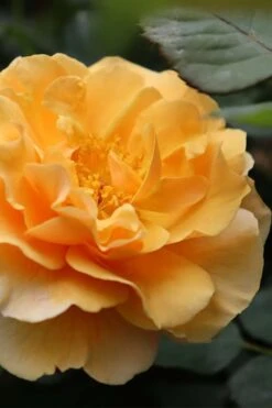 Rise Up Amberness Rose - 2 Gallon Pot 10 Rise Up Amberness Rose - 2 Gallon Pot -Garden Plants rosa rise up amberness rose 1
