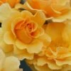 Rise Up Amberness Rose - 2 Gallon Pot -Garden Plants rosa rise up amberness rose 2