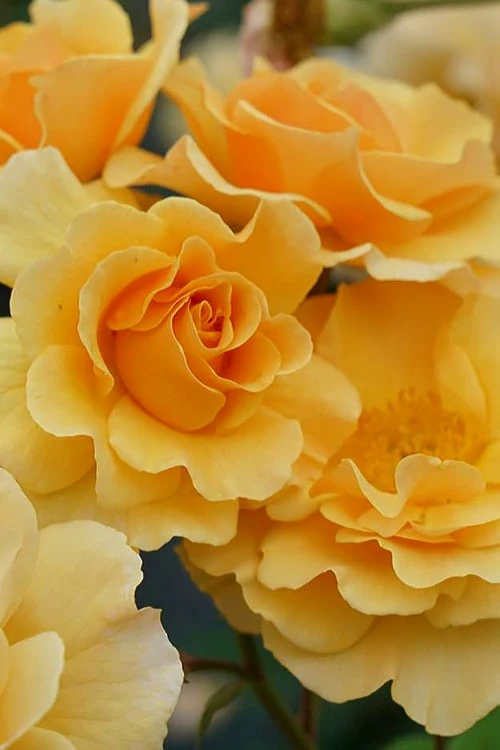 Rise Up Amberness Rose - 2 Gallon Pot 3 Rise Up Amberness Rose - 2 Gallon Pot