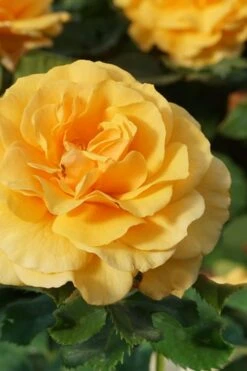 Rise Up Amberness Rose - 2 Gallon Pot 11 Rise Up Amberness Rose - 2 Gallon Pot -Garden Plants rosa rise up amberness rose 3