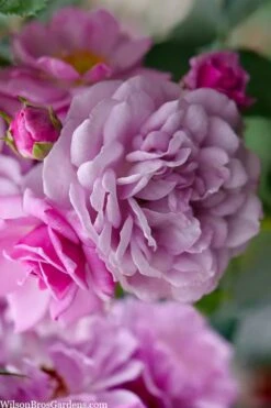 Rise Up 'Lilac Days' Rose - 2 Gallon Pot -Garden Plants rosa rise up lilac days rose 1