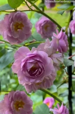 Rise Up 'Lilac Days' Rose - 2 Gallon Pot -Garden Plants rosa rise up lilac days rose 5