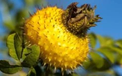 Chinquapin Chestnut Rose (Rosa Roxburghii) - 3 Gallon Pot -Garden Plants rosa roxburghii chiquapin chestnut rose 16