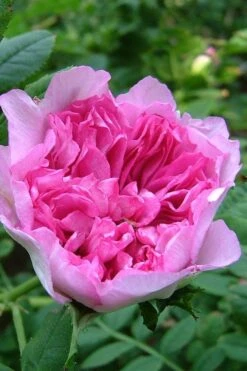 Chinquapin Chestnut Rose (Rosa Roxburghii) - 3 Gallon Pot -Garden Plants rosa roxburghii chiquapin chestnut rose 17