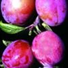 Rosy Gage™ European Plum