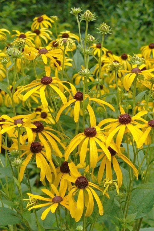 Sweet Coneflower (Rudbeckia Subtomentosa) - 6 Pack Of 1 Gallon Pots 9 Sweet Coneflower (Rudbeckia Subtomentosa) - 6 Pack Of 1 Gallon Pots - Image 8