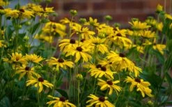 Sweet Coneflower (Rudbeckia Subtomentosa) - 6 Pack Of 1 Gallon Pots 13 Sweet Coneflower (Rudbeckia Subtomentosa) - 6 Pack Of 1 Gallon Pots -Garden Plants rudbeckia subtomentosa sweet coneflower 4