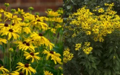 Sweet Coneflower (Rudbeckia Subtomentosa) - 6 Pack Of 1 Gallon Pots 15 Sweet Coneflower (Rudbeckia Subtomentosa) - 6 Pack Of 1 Gallon Pots -Garden Plants rudbeckia subtomentosa sweet coneflower 5