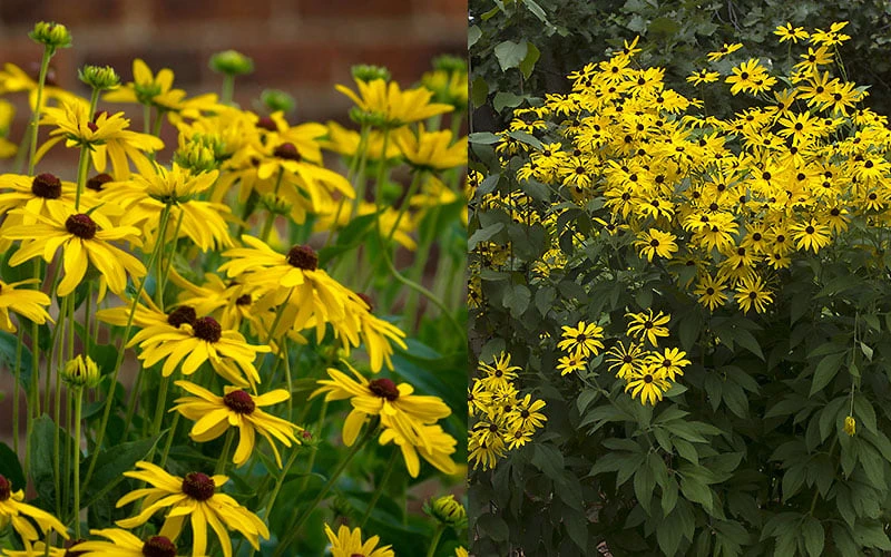 Sweet Coneflower (Rudbeckia Subtomentosa) - 6 Pack Of 1 Gallon Pots 8 Sweet Coneflower (Rudbeckia Subtomentosa) - 6 Pack Of 1 Gallon Pots - Image 7