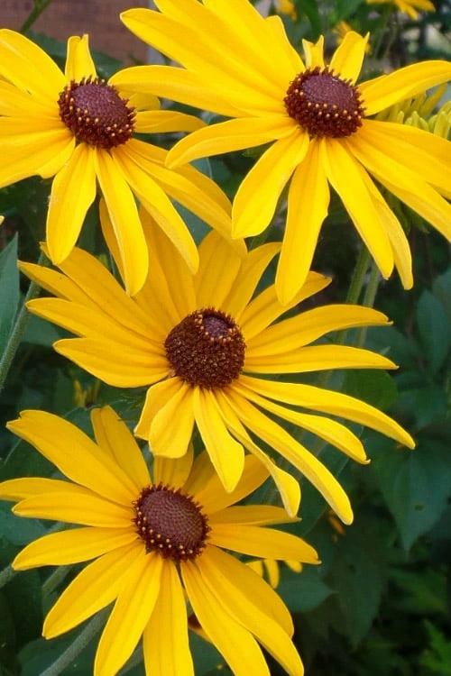 Sweet Coneflower (Rudbeckia Subtomentosa) - 6 Pack Of 1 Gallon Pots 2 Sweet Coneflower (Rudbeckia Subtomentosa) - 6 Pack Of 1 Gallon Pots
