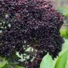 Bob Gordon American Elderberry (Sambucus Canadensis) - 1 Gallon Pot -Garden Plants sambucus canadensis bob gordon american elderberry 1