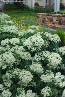 Ranch American Elderberry (Sambucus Canadensis) - 1 Gallon Pot -Garden Plants sambucus nigra canadensis common elderberry 12 1