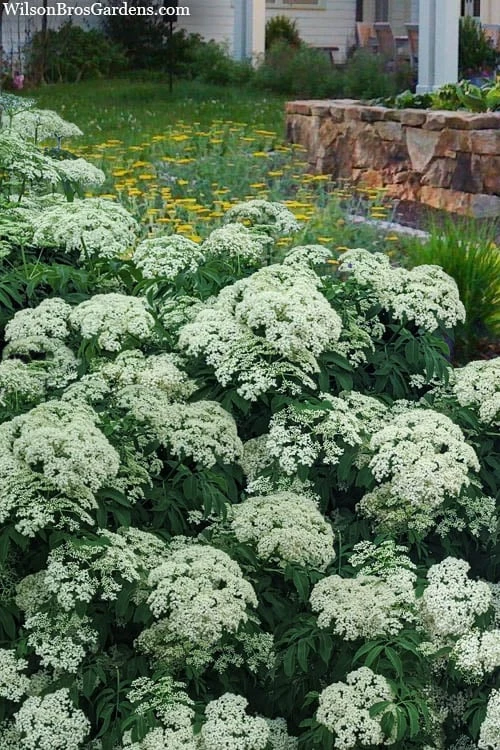 American Elderberry (Sambucus Nigra Canadensis) - 6 Pack Of 1 Gallon Pots 6 American Elderberry (Sambucus Nigra Canadensis) - 6 Pack Of 1 Gallon Pots - Image 4