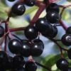 American Elderberry (Sambucus Nigra Canadensis) - 6 Pack Of 1 Gallon Pots 2 American Elderberry (Sambucus Nigra Canadensis) - 6 Pack Of 1 Gallon Pots -Garden Plants sambucus nigra canadensis common elderberry 13