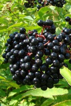American Elderberry (Sambucus Nigra Canadensis) - 6 Pack Of 1 Gallon Pots 14 American Elderberry (Sambucus Nigra Canadensis) - 6 Pack Of 1 Gallon Pots -Garden Plants sambucus nigra canadensis common elderberry 4