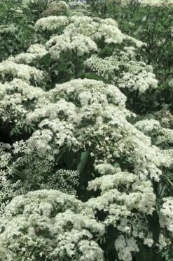 Ranch American Elderberry (Sambucus Canadensis) - 1 Gallon Pot -Garden Plants sambucus nigra canadensis common elderberry 7 1