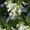 Fragrant Sweet Box (Sarcococca Ruscifolia) - 3 Gallon Pot -Garden Plants sarcococca ruscifolia fragrant sweet box 1