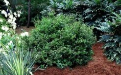 Fragrant Sweet Box (Sarcococca Ruscifolia) - 3 Gallon Pot -Garden Plants sarcococca ruscifolia fragrant sweet box 3
