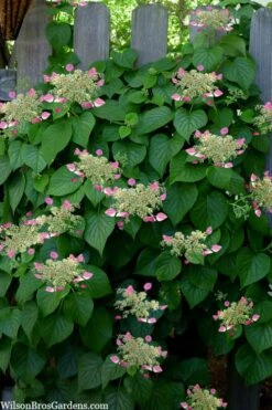 Rose Sensation Pink Climbing Hydrangea Vine - 1 Gallon Pot 18 Rose Sensation Pink Climbing Hydrangea Vine - 1 Gallon Pot -Garden Plants schizophragma hydrangeoides rose sensation climbing hydrangea 104