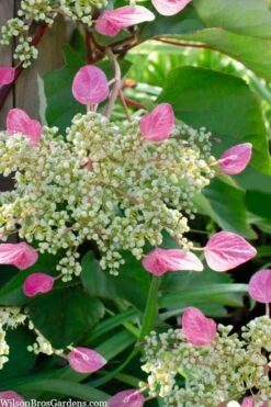 Rose Sensation Pink Climbing Hydrangea Vine - 3 Gallon Pot -Garden Plants schizophragma hydrangeoides rose sensation climbing hydrangea 105 1