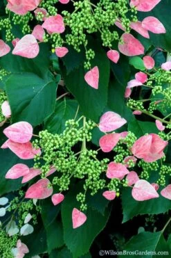 Rose Sensation Pink Climbing Hydrangea Vine - 3 Gallon Pot -Garden Plants schizophragma hydrangeoides rose sensation climbing hydrangea 106 1