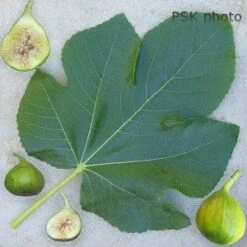 Lattarula Fig 7 Lattarula Fig -Garden Plants secondaryLattarula